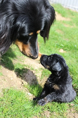 Hovawart Welpen aus Hobbyzucht mit Papieren 