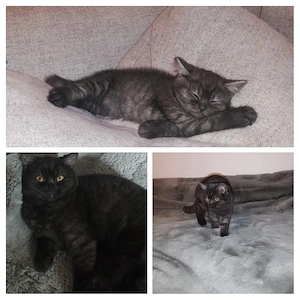 Edle BKH-Mix Dame (5 Monate)   seltener Look in Anthrazit