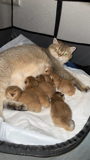 bkh kitten black golden shaded