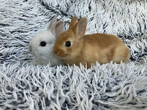 Farbzwerge Zwergkaninchen Farbenzwerg Kaninchen 