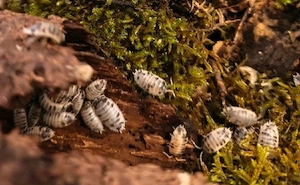 Pandaasseln Porcellio Laevis