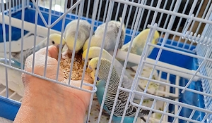 Wellensitiche sehr zahm 9 bid 11 Wochen alt