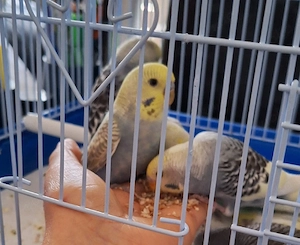 Wellensitiche sehr zahm 9 bid 11 Wochen alt