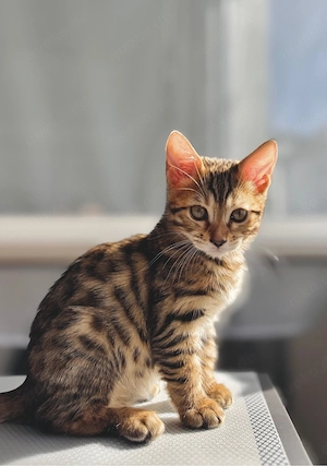 Bengal Kitten  Bild 2