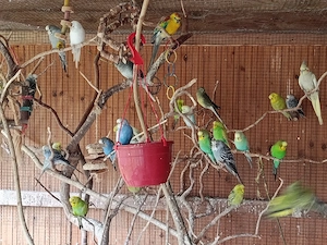 Wellensittiche vom Herbst 25 