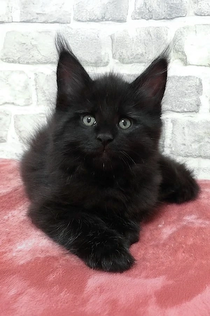 Süßer 5 Monate alter schwarzer Maine Coon Kater sucht Zuhause   Kindertauglich & Lärmgewöhnt!