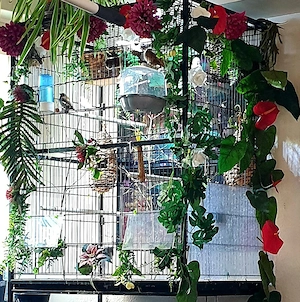 Nehme Prachtfinken auf...