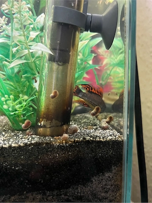 Kakadu Zwergbuntbarsch (männlich)