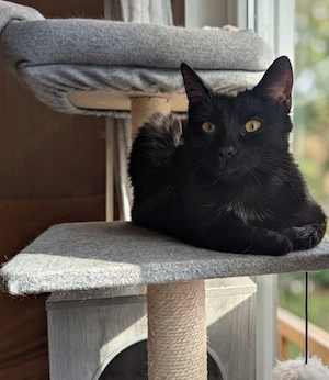 Schwarze Panther-Schönheit Naomi sucht ihr Für-immer-Zuhause