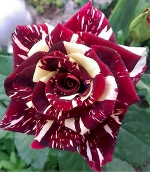 Top Verdienst in Escort !! 