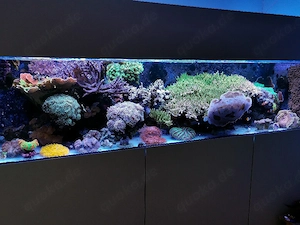 Korallen aus Nachzucht Acropora Mango Garden Montipora grafted meerwasser Bartkoralle