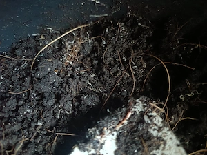 Kompost Erde mit Entychrän. (Zuchtansatz)