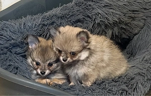  Wunderschöne Pomchis suchen Dich   