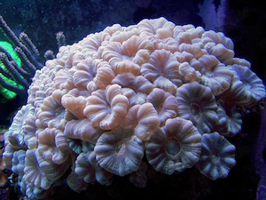 Meerwasser-Korallenableger- Caulastrea curvata weiß