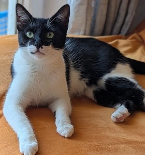 Junger Kater Batman sucht ein liebevolles Zuhause