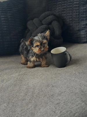 Yorkshire-Terrier-Welpen