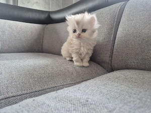 Kätzchen in bkh und blh zu verkaufen 