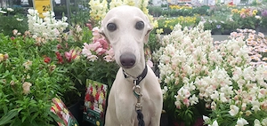 Italienisches Windspiel 