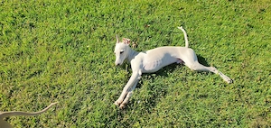 Italienisches Windspiel 