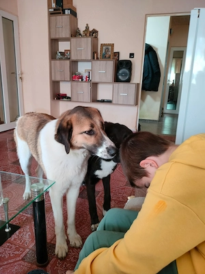 Ich möchte ein guter Begleiter werden. Bild 8