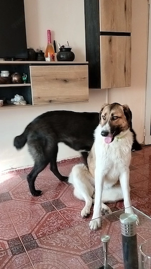 Ich möchte ein guter Begleiter werden.