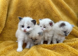 Ragdoll-Kätzchen
