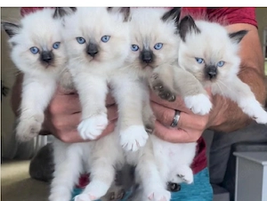 Wunderschöne Ragdoll-Kätzchen zur Adoption