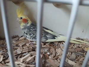 Nymphensittich Henne 