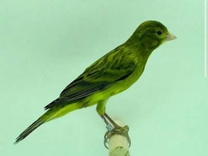 Suche Raza Espanola Henne