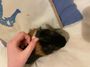 Meerschweinchen,Männlich,unkastriert,2 Jahre Alt