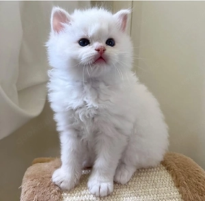 Ragdoll-Kätzchen bereit für ihr neues Zuhause