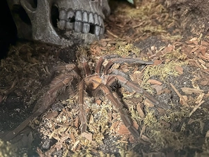 Pseudhapalopus Männchen jungtier