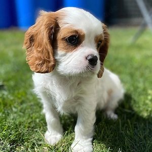 Exklusiver Cavalier-King-Charles Spaniel 