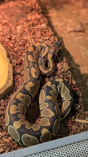 Königspython Männchen