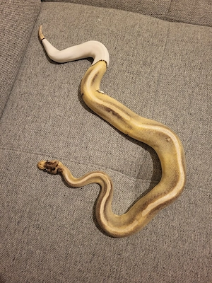 1.0 (Male) Königspython Champagne Pibald poss. het. Calico-GHI-BH 