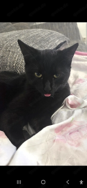 Simba und Balu schmusekatzen Bild 2