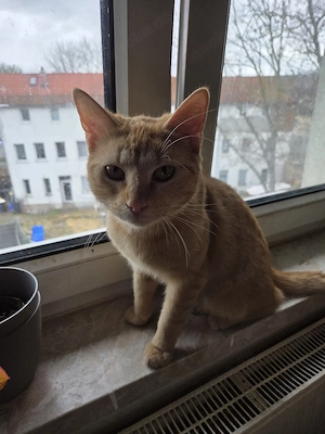 Simba und Balu schmusekatzen Bild 3