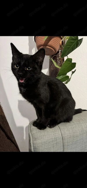 Simba und Balu schmusekatzen