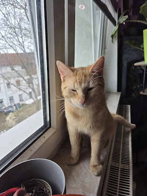 Simba und Balu schmusekatzen Bild 4