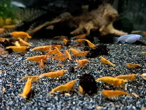 Orange Sakura Zwerggarnelen Garnelen Neocaridina davidi