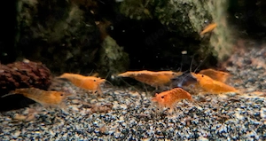 Orange Sakura Zwerggarnelen Garnelen Neocaridina davidi Bild 3