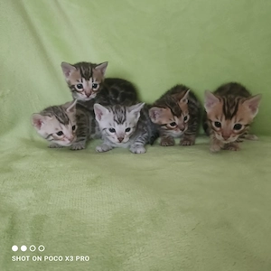 Wunderschöne Bengal Kitten mit Stammbaum.