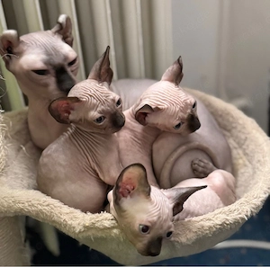  Elfen-Sphynx-Kitte mit  tasthaare