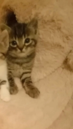 Süße Kitten suchen ein liebevolles Zuhause