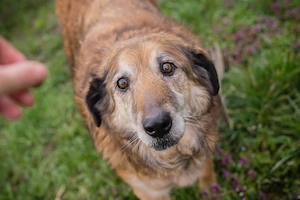 *MICK* Der Senior genießt sein neues Leben. Er ist momentan noch etwas zurückhaltend
