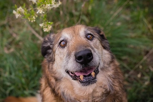 *MICK* Der Senior genießt sein neues Leben. Er ist momentan noch etwas zurückhaltend Bild 6