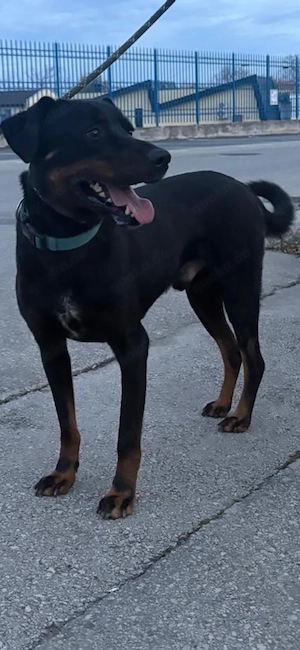 Leon, ein Labrador Mix