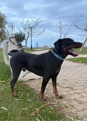 Leon, ein Labrador Mix