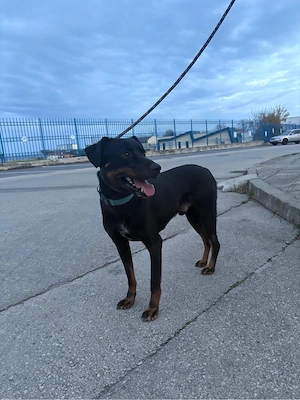 Leon, ein Labrador Mix Bild 3