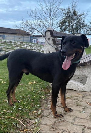 Leon, ein Labrador Mix Bild 5